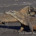 dragon_komodo_hsb_rinca_h_1640_kom3985.jpg